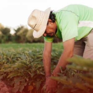 Campos Altos: Como Suspender a Execução de Dívida Rural